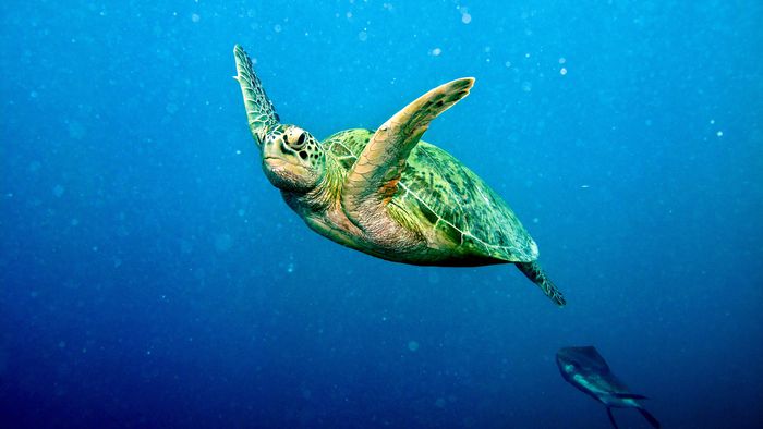 Poluentes estão fazendo nascer fêmeas demais das ameaçadas tartarugas-verdes