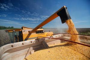 AgRural eleva previsão de 2ª safra de milho no Brasil com revisão na área plantada